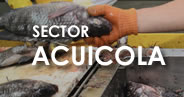 Agricola